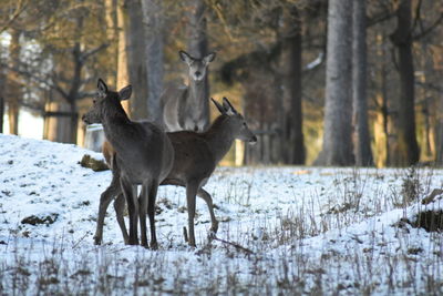 Deer in winter