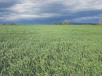 Scenic view of agricultural field against sky