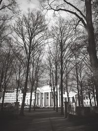 Bare trees against the sky