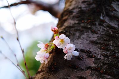 Close-up of white cherry blossom tree