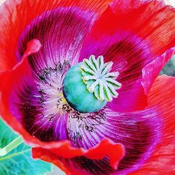 Close-up of passion flower