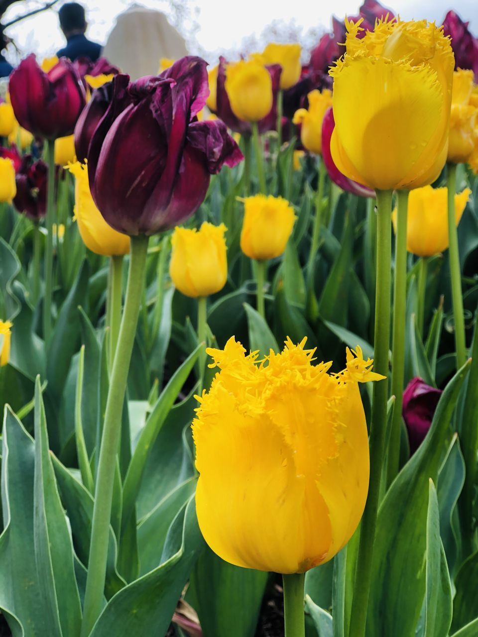 CLOSE-UP OF YELLOW TULIP FLOWERS