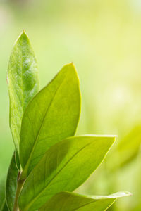 Close-up of green leaves