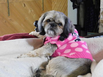 Portrait of dog relaxing on bed at home
