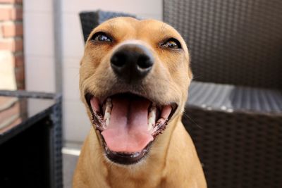 Close-up of a dog looking away