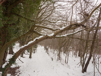 Bare trees in forest during winter