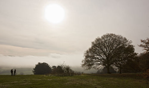 Trees on field against sky