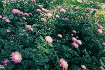 Close-up of pink flowers blooming in field