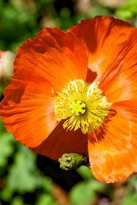 Close-up of orange flowering plant