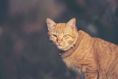 Close-up portrait of a cat