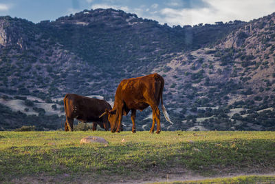 Horses grazing in a field