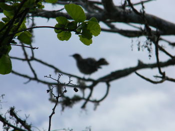 Low angle view of bird perching on tree against sky