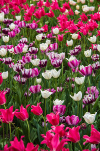 Close-up of pink flowering plants