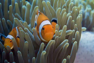 Fish swimming in sea