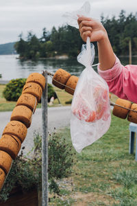 Hand holding up plastic bag of red spot prawns on ice