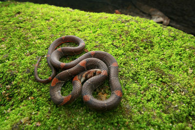 High angle view of rusty chain on field