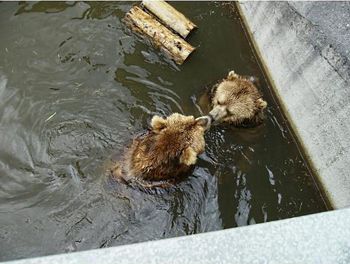 High angle view of ducks swimming in lake