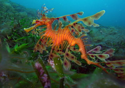 Close-up of fish swimming in sea