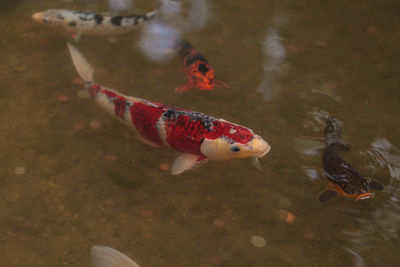 High angle view of fish swimming in water