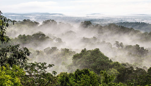 Scenic view of foggy forest against sky