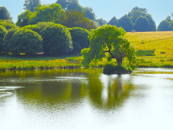 Scenic view of lake by trees against sky