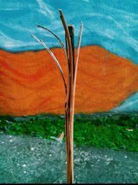 Close-up of plant against sky