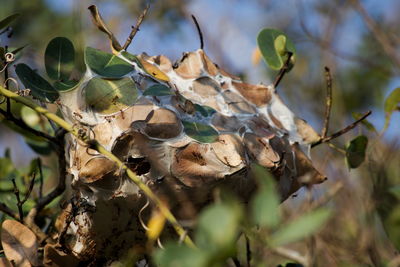 Close-up of dry leaves on field