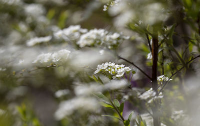 Close-up of white flowering plant