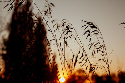 Close-up of stalks in field against sunset sky