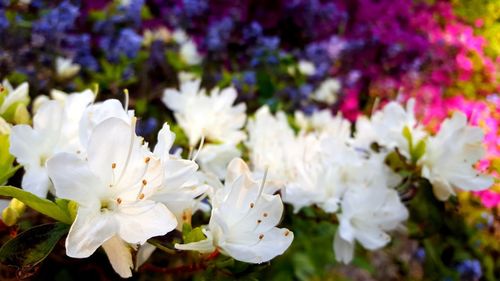 Close-up of white cherry blossom