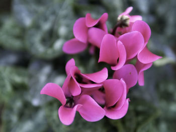 Close-up of pink flowering plant