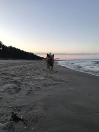 Man with dog at beach against sky during sunset