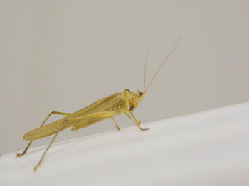 Close-up of insect over white background