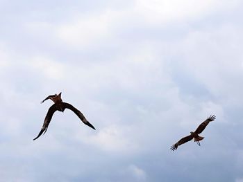 Low angle view of eagle flying in sky