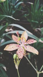 Close-up of pink flowers blooming outdoors