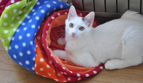 Close-up portrait of cat