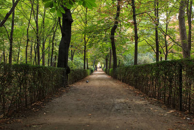 Walkway amidst trees at park