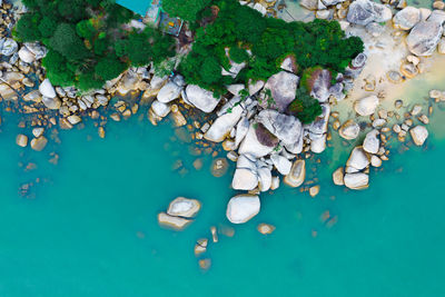 High angle view of jellyfish in sea