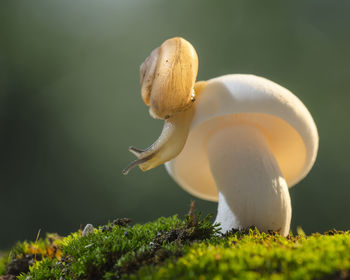 Close-up of mushroom