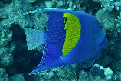 Close-up of fish swimming in sea