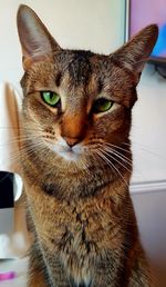 Close-up portrait of a cat