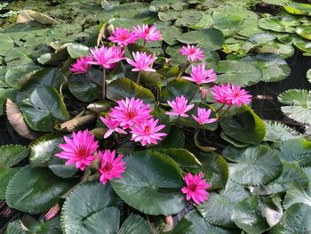 High angle view of flowers blooming outdoors