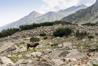 View of a horse on mountain landscape