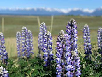 Close-up of purple flowering plants on field