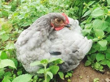 High angle view of duck on field