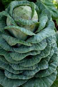 Full frame shot of green leaf