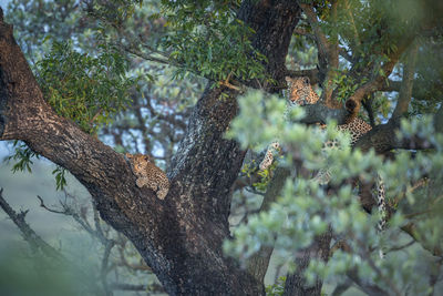 Leopard and cub sitting on tree trunk