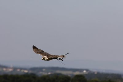 Close-up of eagle flying against clear sky