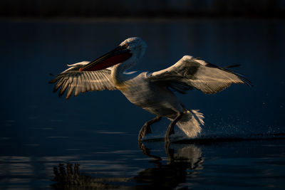 Close-up of pelican flying over lake