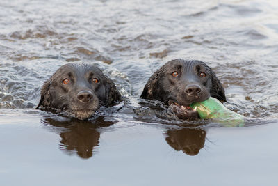 Head shot of two black labradors swimming in the water while retrieving a training dummy